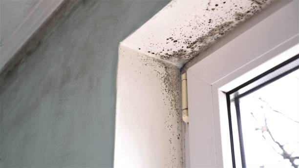 Best White Mold Remediation in Mineral Springs, AR