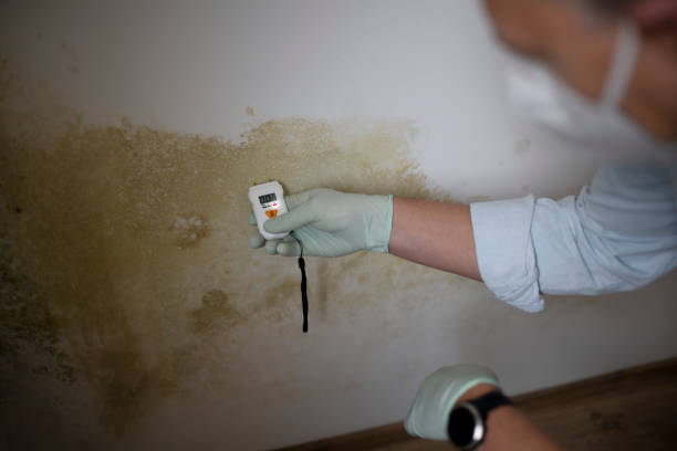 Best Mold Remediation for Schools in Mineral Springs, AR