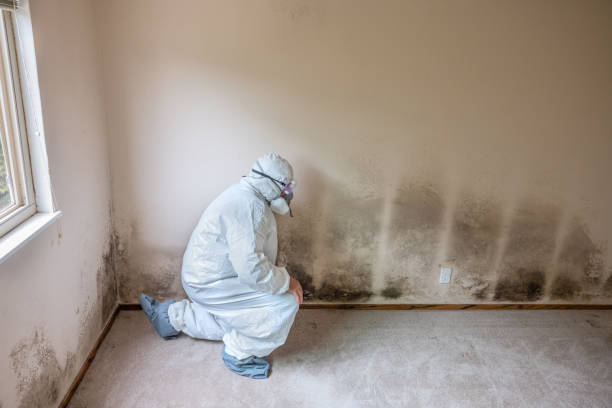 Best Emergency Mold Remediation in Mineral Springs, AR